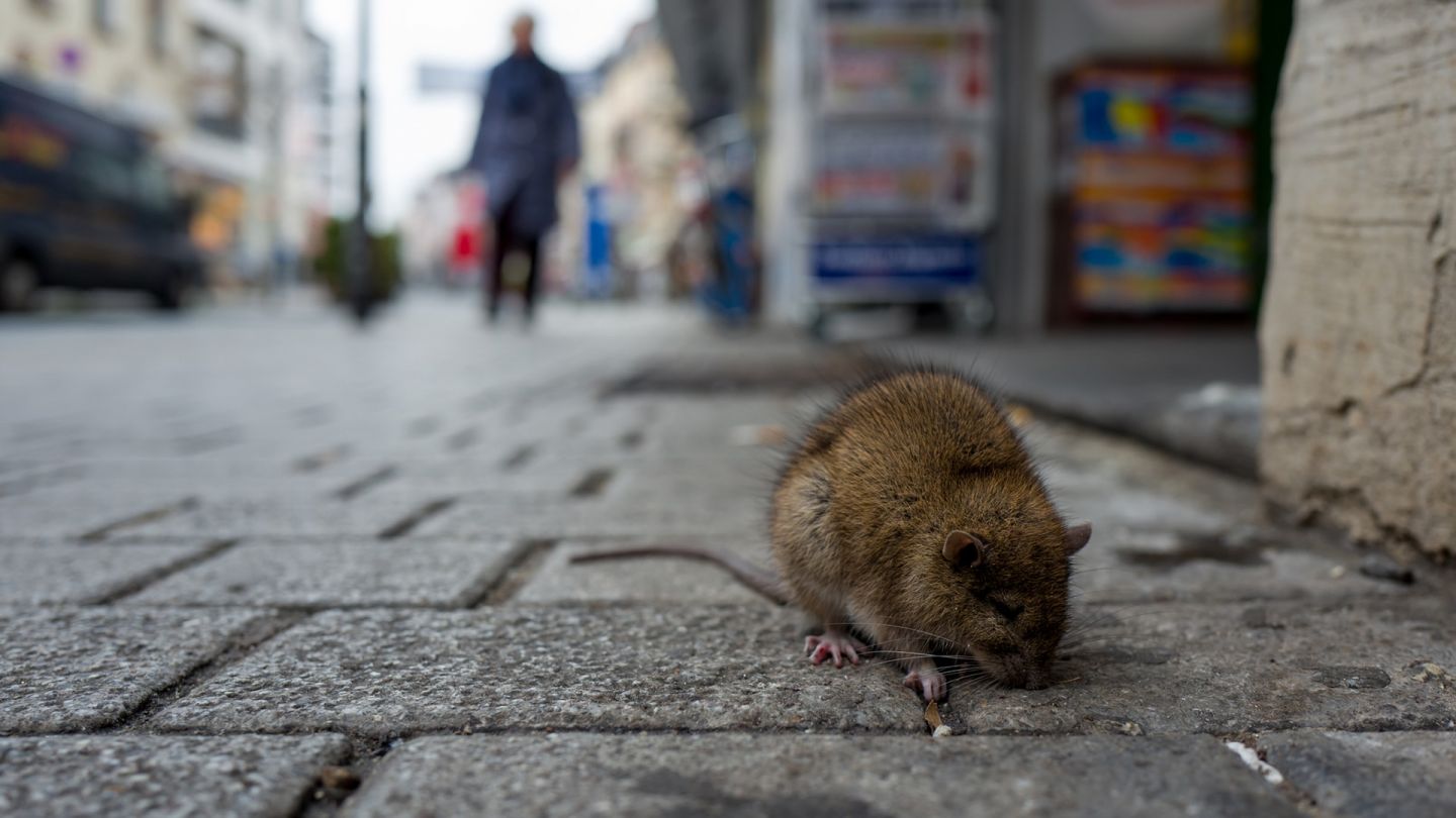 Beulenpest: Eine Ratte sucht auf einer gepflasterten Straße nach Futter.