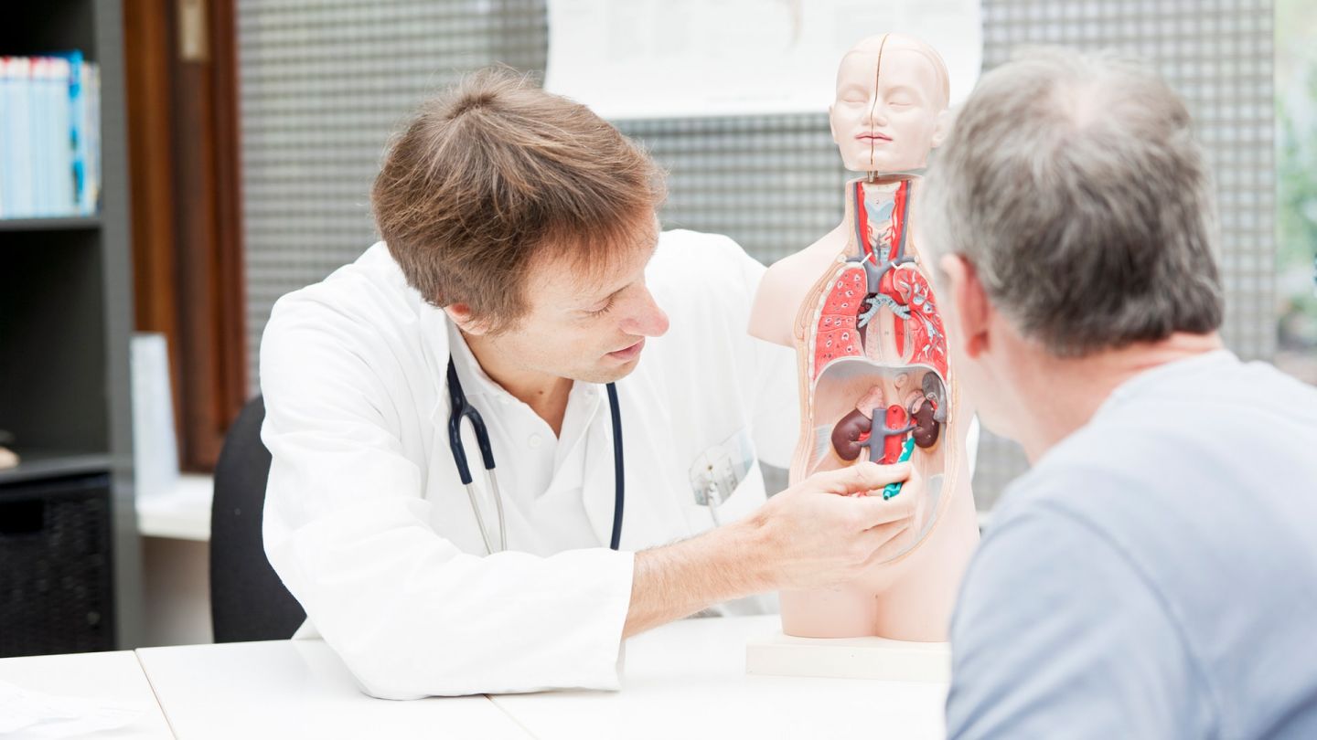 Chronische Nierenerkrankung: Ein Arzt und ein weiterer Mann sitzen an einem Tisch, auf dem ein künstliches Anatomiemodell des menschlichen Rumpfes steht. Der Arzt zeigt auf die Darstellung einer Niere.
