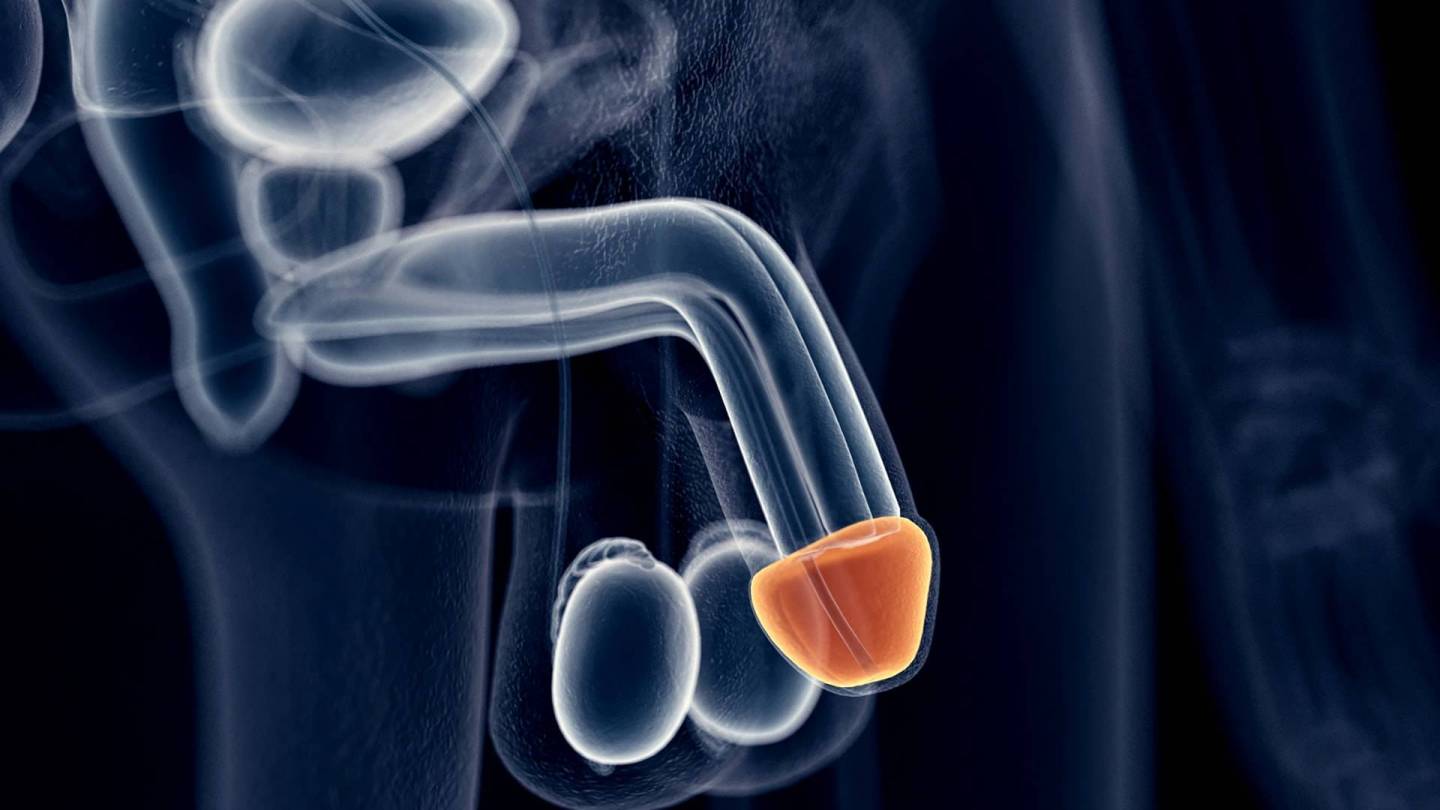 Anatomical illustration of penis and testicles. The glans is colored orange-red.