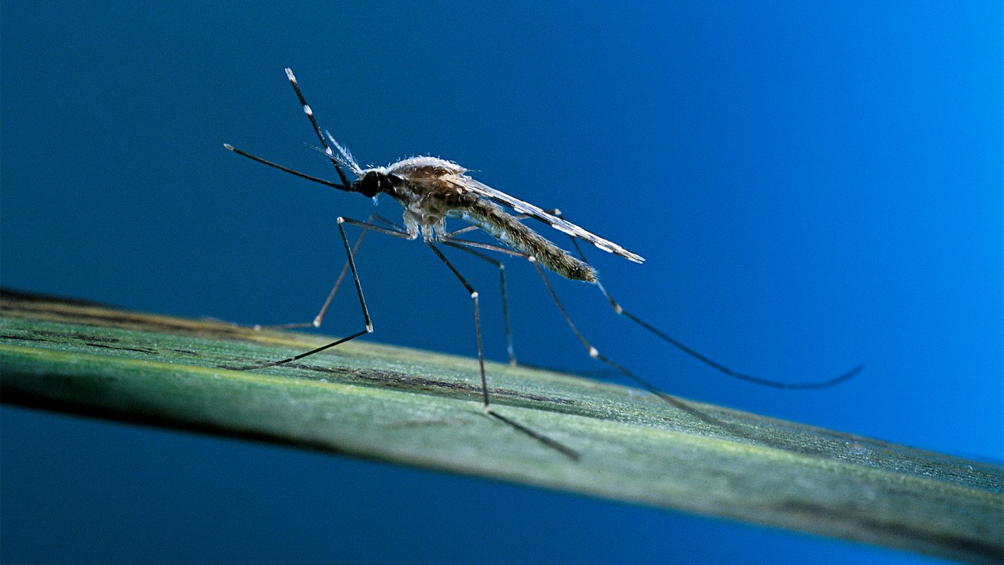 Sıtma: Bir sıtma sivrisineği (Anopheles) bir çimen yaprağında duruyor.