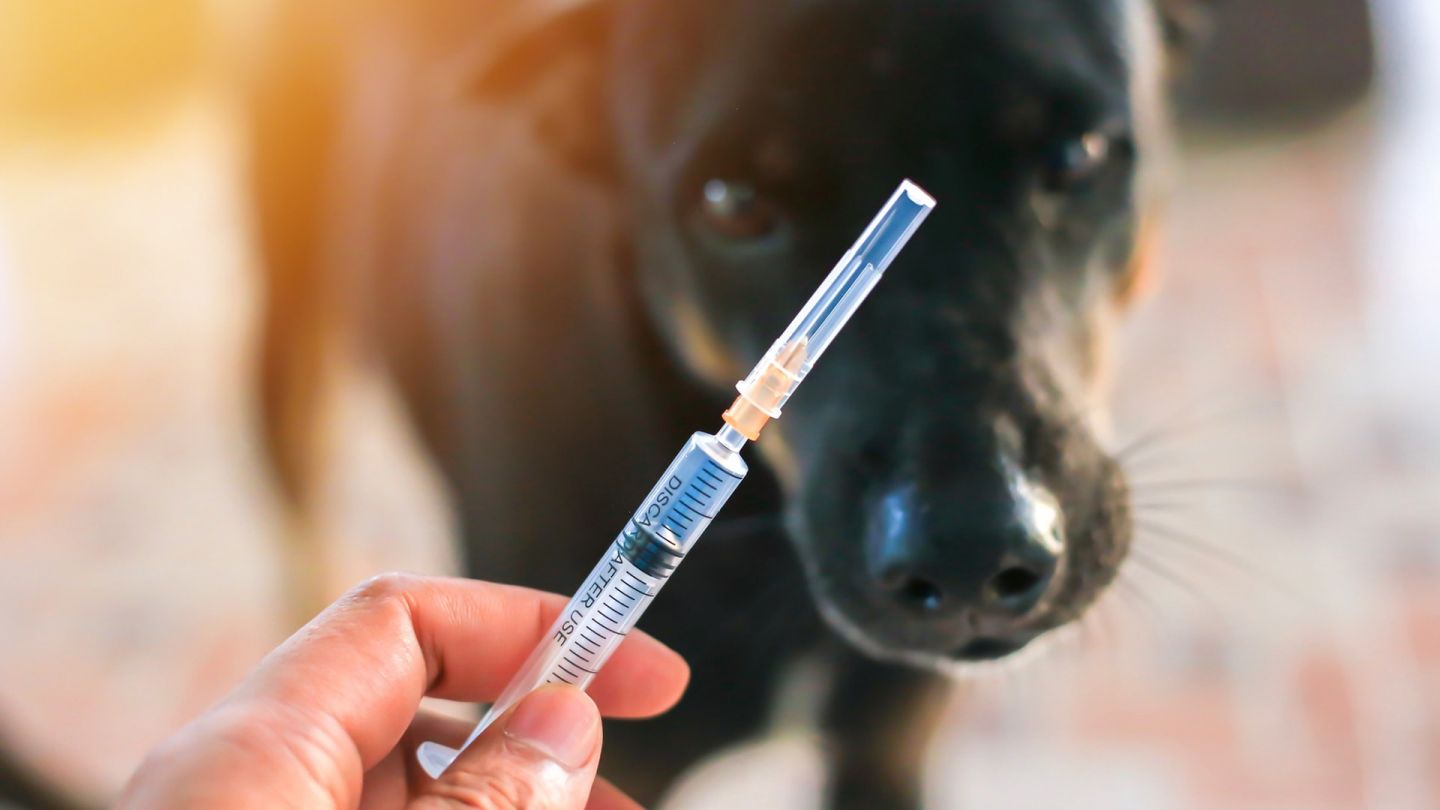 Tollwut: Die Hand eines Mannes hält eine Spritze. In der Spritze befindet sich ein Impfstoff gegen Tollwut. Im Hintergrund steht ein schwarzer Hund.