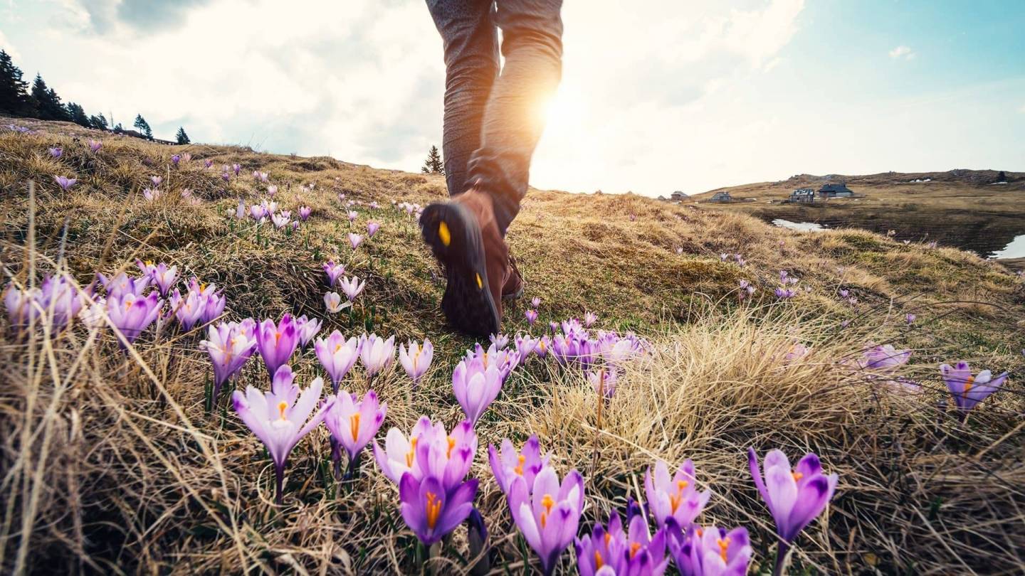 Person hiking over hills covered with moss with purple crocuses in bloom. The sun is shining through scattered clouds.