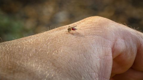 Dang humması: Bir sivrisinek bir adamın elinin üzerinde duruyor.