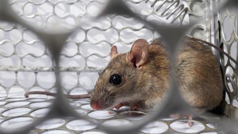 Hantavirus disease: mouse sitting in a metal cage.