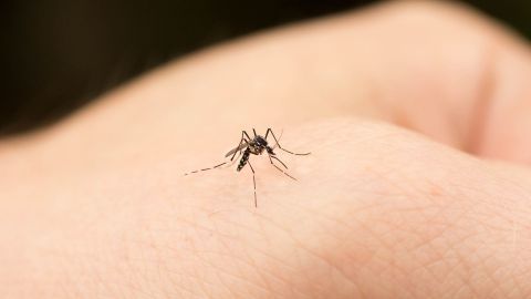Mosquito sitting on the ball of the thumb of a person’s hand. The insect has six long, thin legs and a proboscis that is more or less the same length as its legs.