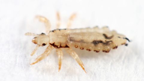Head lice: close-up of a head louse. Adult lice have six legs and a body size of approximately four millimeters.