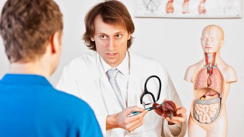 Doctor sitting opposite a patient. He is holding a model of the liver in his hand. He is pointing at the model with a ballpoint pen.