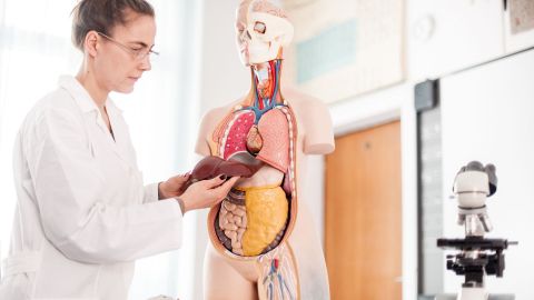Liver cancer: doctor standing in front of an anatomical model of the human body. She has removed the liver from the model and is holding it in both hands.