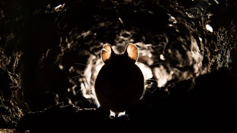 Pneumonic plague: mouse sitting in a small, dark mousehole.