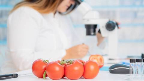 In the background: a laboratory worker examines samples under a microscope. In the foreground: several tomatoes and a knife.