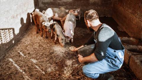 A man with pigs in a pig stall.
