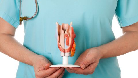 Vocal nodules (vocal cord nodules): woman in a green lab coat holding the model of a larynx in both hands.