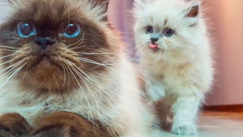 Hayvan alerjisi: Kahverengi ve beyaz kürklü bir İran kedisi, ön patilerini uzatarak yerde yatıyor. Beyaz kürklü genç bir İran kedisi arkasından yaklaşıyor.