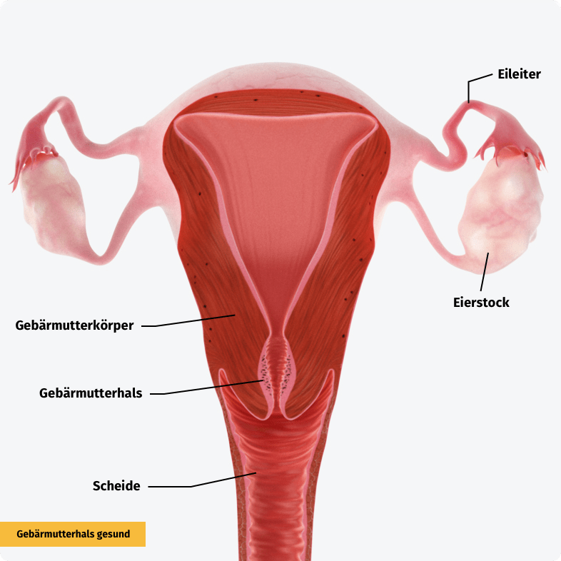 Normaler Geb&auml;rmutterhals mit unver&auml;nderter Schleimhaut.