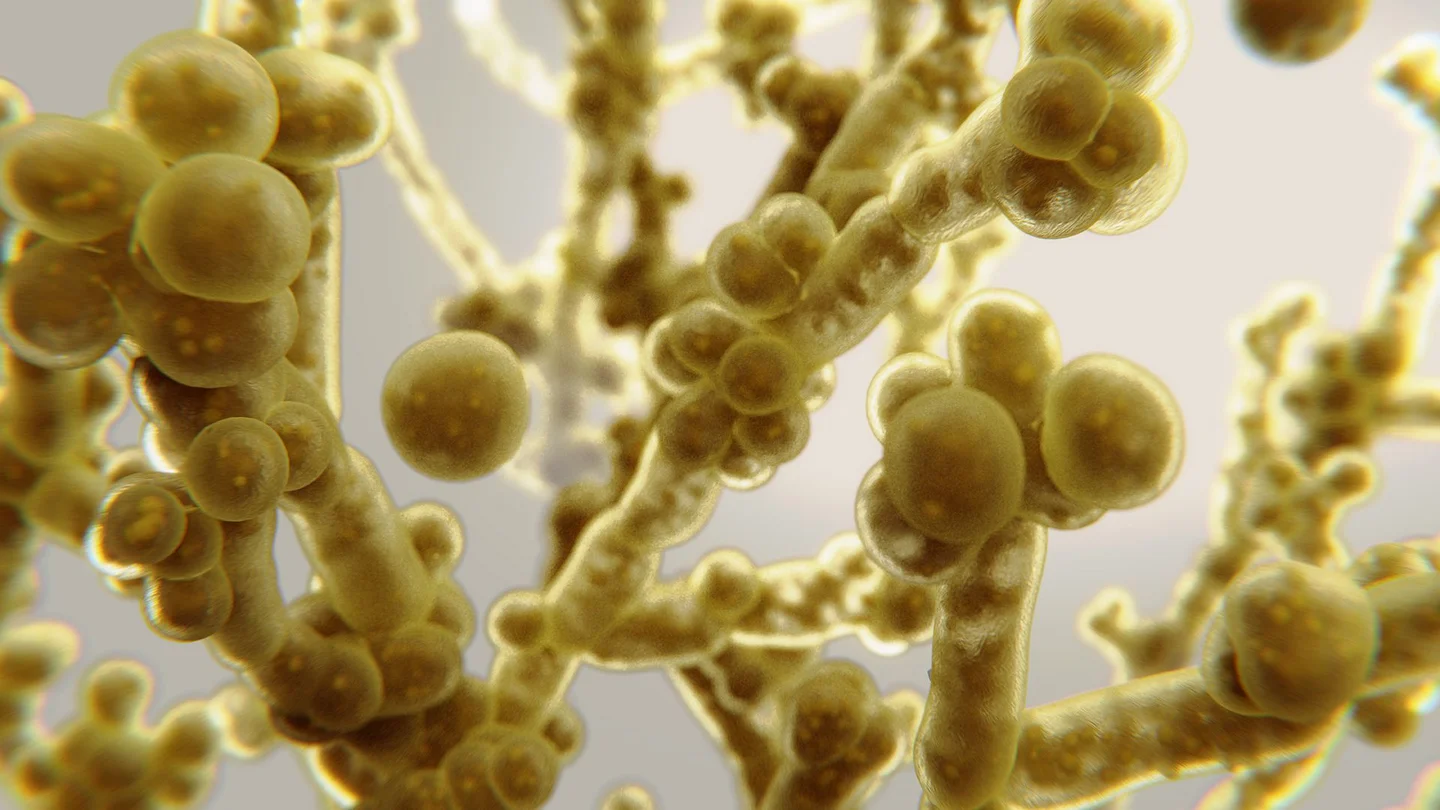 Pilz-Infektionen der Mundhöhle: Verantwortlich dafür sind Hefepilze – genauer: Candida-Hefen.