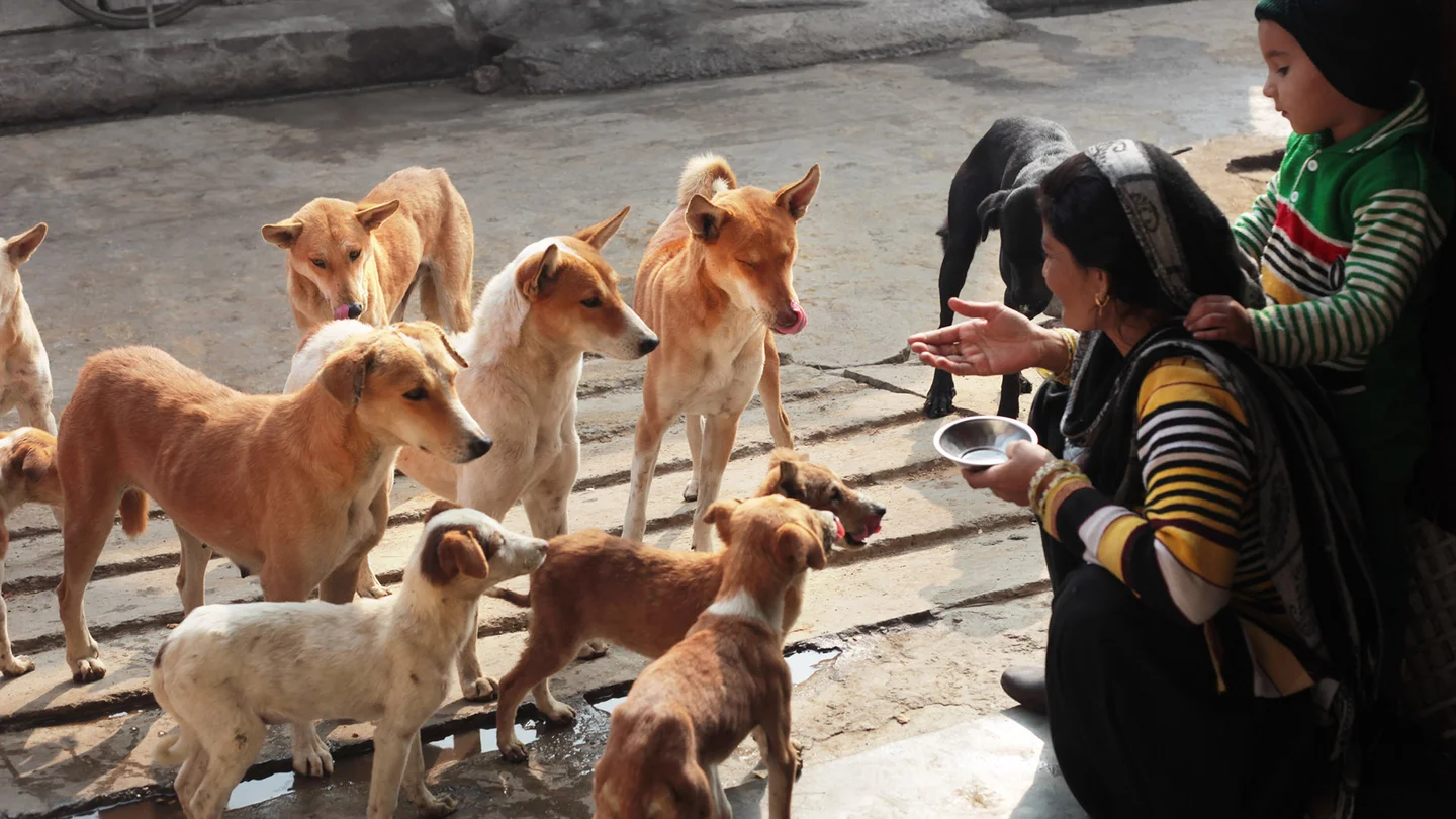 Straßenszene in Südamerika: Menschen füttern streunende Hunde. 