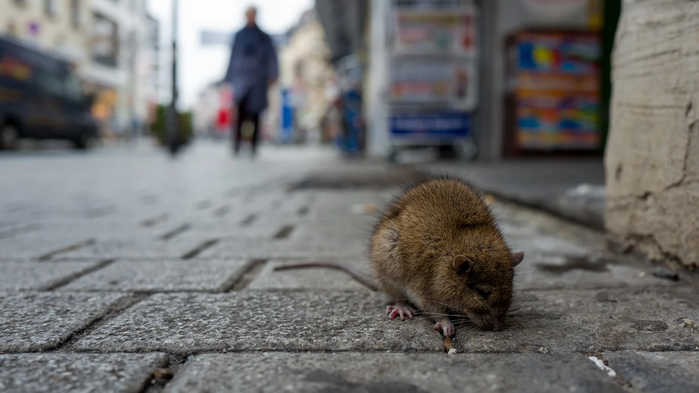 Eine Ratte läuft auf einer gepflasterten Straße
